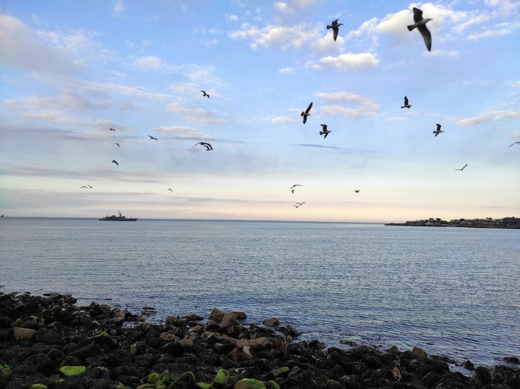Seagulls flying over Dun Laoghaire harbour