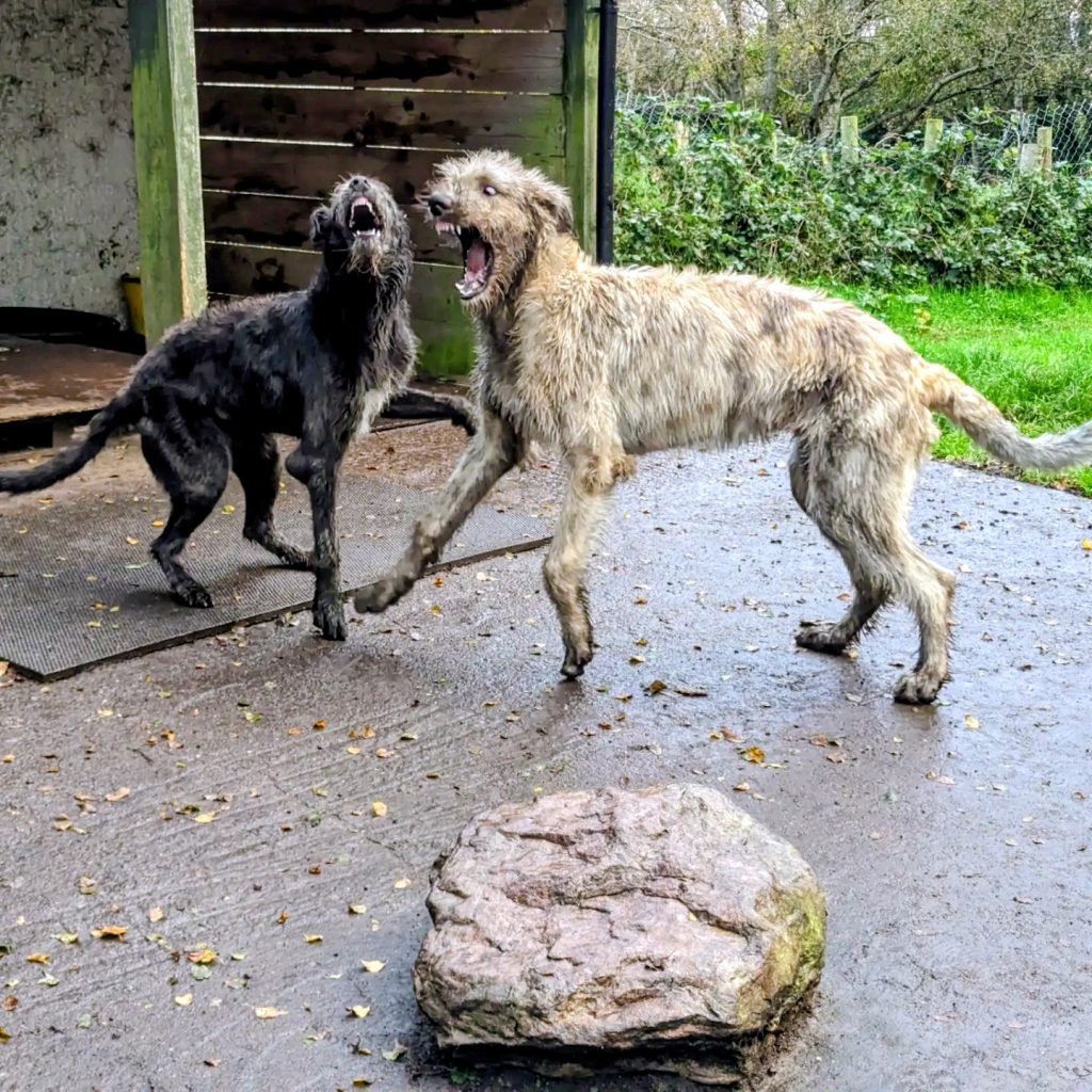 2 Irish wolfhounds